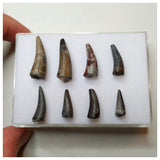 S47 - Lot of 8 Sharp Stolokrosuchus Crocodile Teeth - Lower Cretaceous Elrhaz Fm - Niger