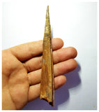 G82 - Exceedingly Rare 5.11 Inch Cretaceous Azhdarchid Pterosaur Dentary Bone