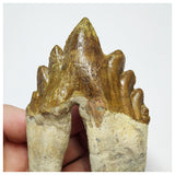 T58 - Rare Huge 4.44 Inch Basilosaurus (Whale Ancestor) Molar Rooted Tooth