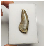 T5 - Finest Grade Afrovenator abakensis Megalosaurid Dinosaur Tooth Jurassic Tiouraren Fm