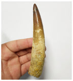 T138 - Impressive Huge 5 Inch Spinosaurus Dinosaur Tooth Cretaceous KemKem Beds