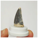 S21 - Rare Afrovenator abakensis Megalosaurid Dinosaur Tooth Jurassic Tiouraren Fm