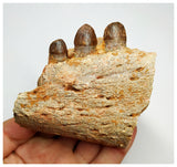 J59 - Top Rare Hamadasuchus Cretaceous Crocodile Partial Maxillary KemKem Beds