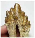 T60 - Rare Huge 3.30 Inch Basilosaurus (Whale Ancestor) Molar Rooted Tooth