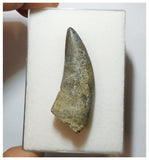 H5 - Rare Eocarcharia dinops Carcharodontosaurid Dinosaur Tooth - Elrhaz Fm