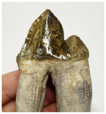 T140 - Rare Huge 3.93 Inch Basilosaurus (Whale Ancestor) Molar Rooted Tooth