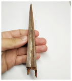 J58 - Museum Grade 5.94'' Cretaceous Azhdarchid Pterosaur Dentary Bone KemKem