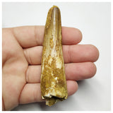 T148 - Nicely Preserved 3.42'' Spinosaurus Dinosaur Tooth Cretaceous KemKem Beds