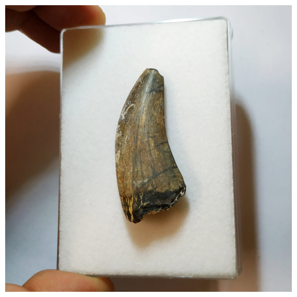 H17 - Eocarcharia dinops Dinosaur Tooth - Cretaceous Elrhaz Fm Tenere Desert