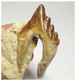 T107 - Nice 2.63 Inch Basilosaurus (Whale Ancestor) Molar Rooted Tooth in Matrix