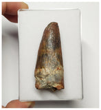 T277 - Beautiful 2.20'' Red Spinosaurus Dinosaur Tooth Cretaceous KemKem Beds