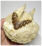 T108 - Nice 3.34 Inch Basilosaurus (Whale Ancestor) Molar Rooted Tooth in Matrix