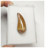 T66 - Gem Grade Orange Carcharodontosaurus Dinosaur Tooth - Cretaceous KemKem