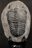 07749 - Top Huge 5.52 Inch Drotops armatus Middle Devonian Trilobite