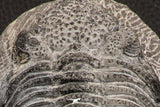 07749 - Top Huge 5.52 Inch Drotops armatus Middle Devonian Trilobite