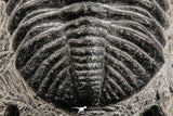 07749 - Top Huge 5.52 Inch Drotops armatus Middle Devonian Trilobite