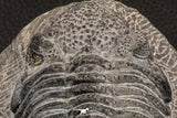07749 - Top Huge 5.52 Inch Drotops armatus Middle Devonian Trilobite