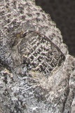 07749 - Top Huge 5.52 Inch Drotops armatus Middle Devonian Trilobite