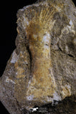 20500 - Finest Grade Unidentified Mosasaur Phalanx Paddle Bone in Matrix Cretaceous