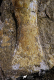 20500 - Finest Grade Unidentified Mosasaur Phalanx Paddle Bone in Matrix Cretaceous