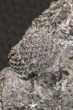 07749 - Top Huge 5.52 Inch Drotops armatus Middle Devonian Trilobite