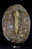 20501 - Top Grade Halisaurus arambourgi (Mosasaur) Premaxillary Nose Bone in Matrix Cretaceous