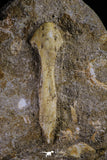 20501 - Top Grade Halisaurus arambourgi (Mosasaur) Premaxillary Nose Bone in Matrix Cretaceous