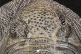 07750 - Top HUge 5.93 Inch Drotops armatus Middle Devonian Trilobite