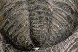 07750 - Top HUge 5.93 Inch Drotops armatus Middle Devonian Trilobite