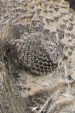 07750 - Top HUge 5.93 Inch Drotops armatus Middle Devonian Trilobite