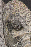 07750 - Top HUge 5.93 Inch Drotops armatus Middle Devonian Trilobite
