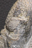 07750 - Top HUge 5.93 Inch Drotops armatus Middle Devonian Trilobite