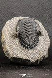 07751 - Top Beautiful 2.26 Inch Hollardops merocristata Middle Devonian Trilobite