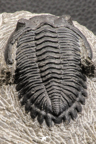 07751 - Top Beautiful 2.26 Inch Hollardops merocristata Middle Devonian Trilobite