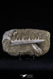 20503 - Great Halisaurus arambourgi (Mosasaur) Partial Right Hemi-Jaw in Matrix Cretaceous