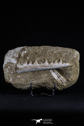 20503 - Great Halisaurus arambourgi (Mosasaur) Partial Right Hemi-Jaw in Matrix Cretaceous