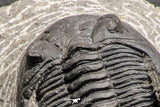 07751 - Top Beautiful 2.26 Inch Hollardops merocristata Middle Devonian Trilobite