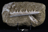 20503 - Great Halisaurus arambourgi (Mosasaur) Partial Right Hemi-Jaw in Matrix Cretaceous