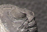 07751 - Top Beautiful 2.26 Inch Hollardops merocristata Middle Devonian Trilobite