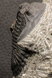 07751 - Top Beautiful 2.26 Inch Hollardops merocristata Middle Devonian Trilobite