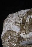 20503 - Great Halisaurus arambourgi (Mosasaur) Partial Right Hemi-Jaw in Matrix Cretaceous