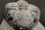 07752 - Top Beautiful 4.12 Inch Drotops armatus Middle Devonian Trilobite