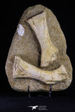 20504 - Finest Grade Unidentified Mosasaur Phalanx + Metacarpal Paddle Bones Late Cretaceous
