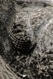 07752 - Top Beautiful 4.12 Inch Drotops armatus Middle Devonian Trilobite