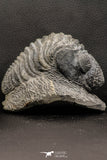 07752 - Top Beautiful 4.12 Inch Drotops armatus Middle Devonian Trilobite