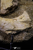 20504 - Finest Grade Unidentified Mosasaur Phalanx + Metacarpal Paddle Bones Late Cretaceous