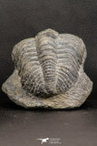 07752 - Top Beautiful 4.12 Inch Drotops armatus Middle Devonian Trilobite