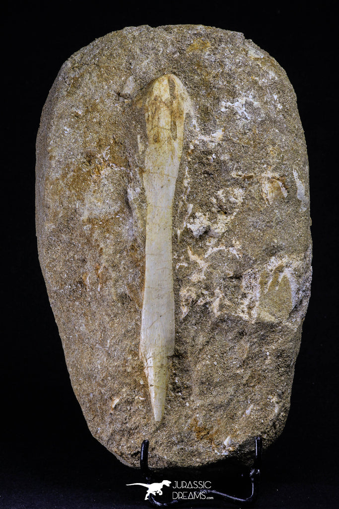 20505 - Top Grade Halisaurus arambourgi (Mosasaur) Premaxillary Nose Bone in Matrix Cretaceous