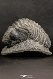 07752 - Top Beautiful 4.12 Inch Drotops armatus Middle Devonian Trilobite