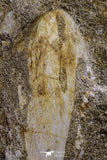 20505 - Top Grade Halisaurus arambourgi (Mosasaur) Premaxillary Nose Bone in Matrix Cretaceous